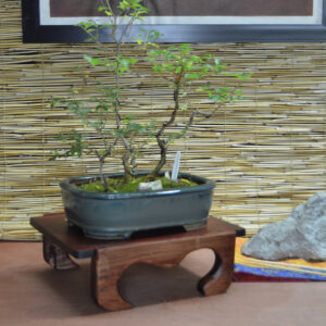 Bonsai Table #5