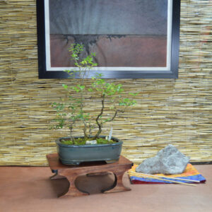 Bonsai Table #2