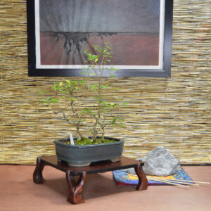 Bonsai Table #4