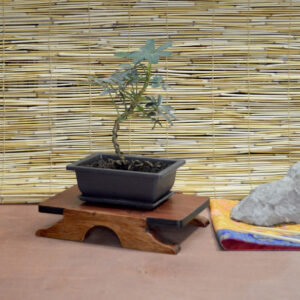 Bonsai Table #3